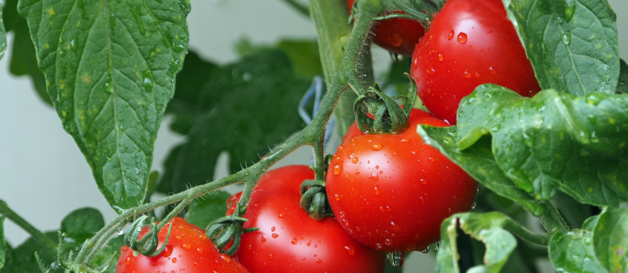 duerfen-hunde-tomaten-essen